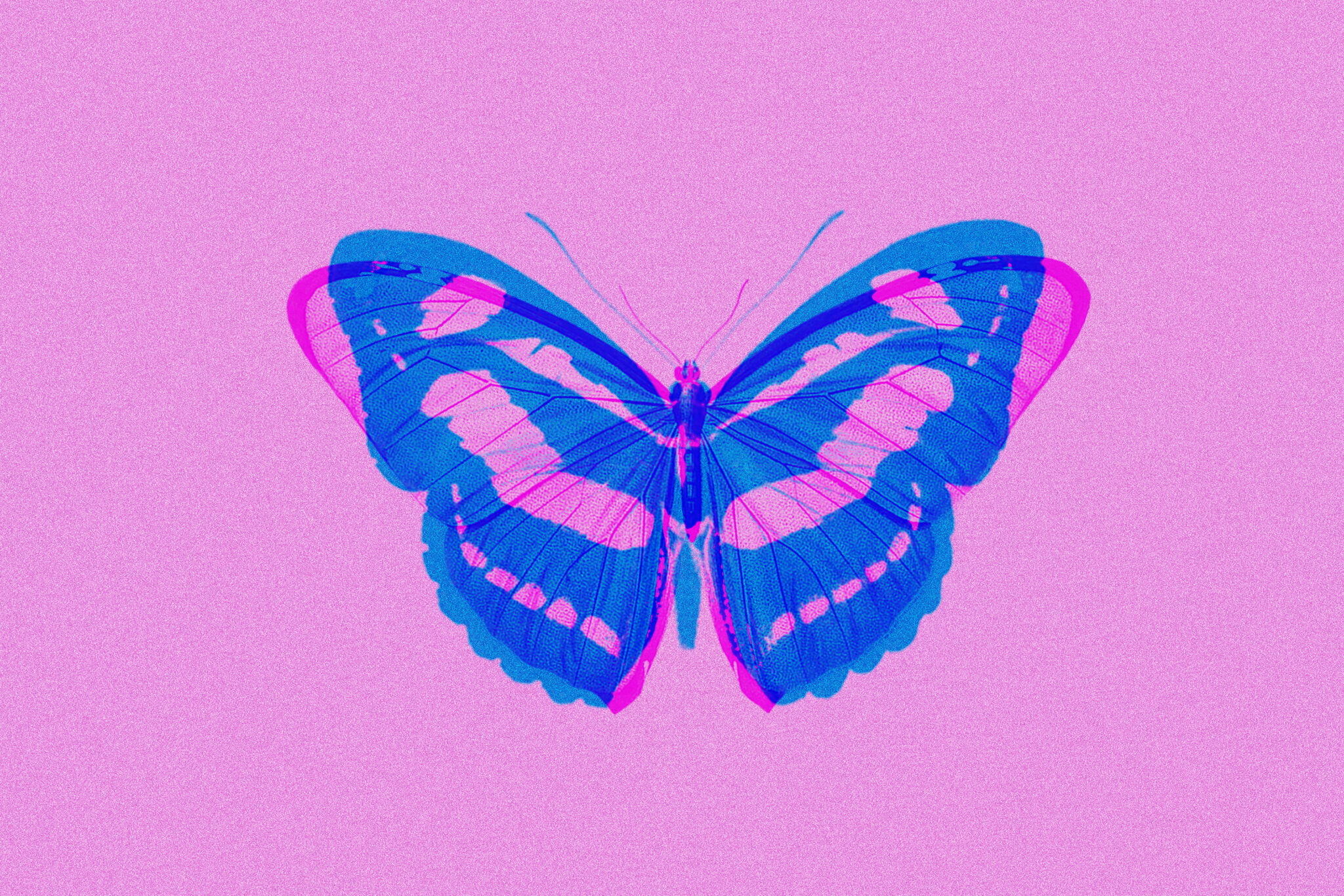 Qué es el Lupus. Imagen de una mariposa con fondo de color morado, el color que se identifica con la concienciación sobre el LUPUS