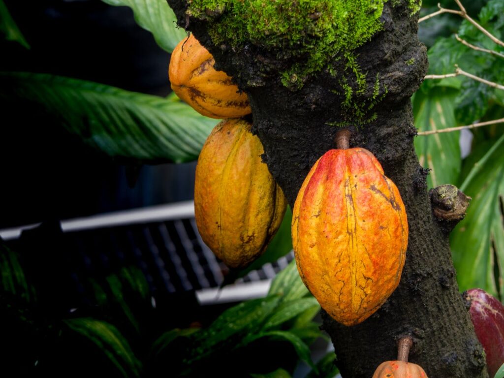 alimento buenos para el sistema inmunológico